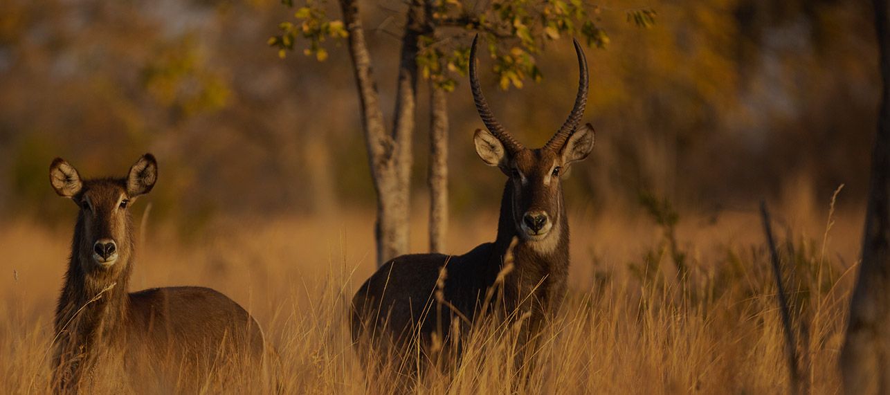 Slider-2-desktop-version